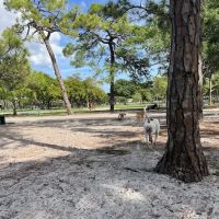 Holiday Park Dog Park ico