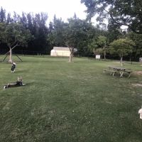 Big Dogs Area ico