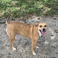 Oakland Bark ico