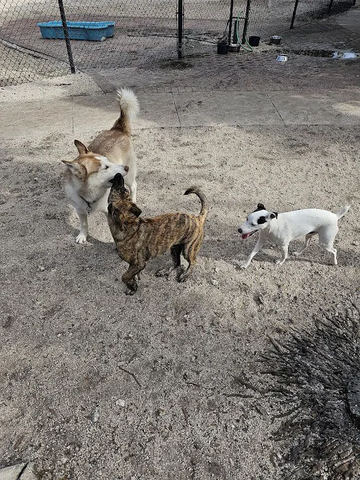 Oakland Bark 9