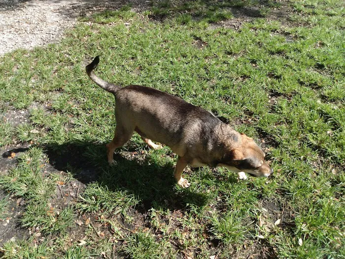 Woodville Dog Park 3