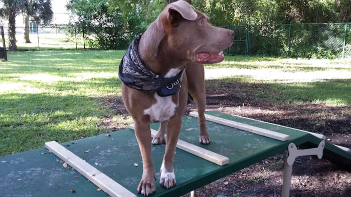 Woodville Dog Park 4