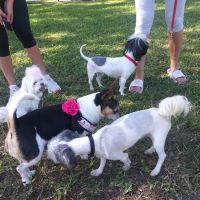 Pompano Beach Dog Park ico