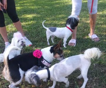 Pompano Beach Dog Park