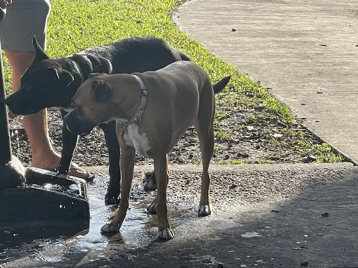 Pompano Beach Dog Park 4