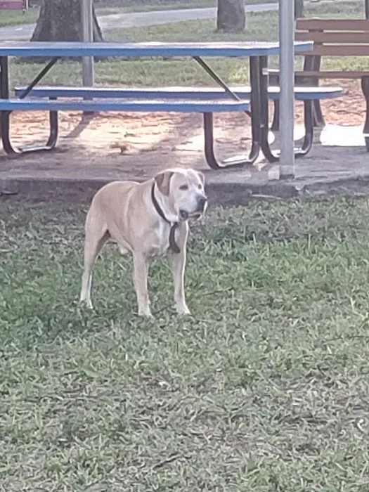 Dog park by kids school 6