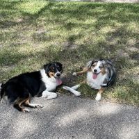Barkland Dog Park ico