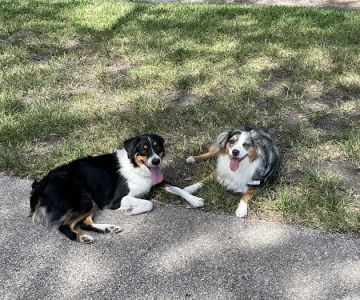 Barkland Dog Park