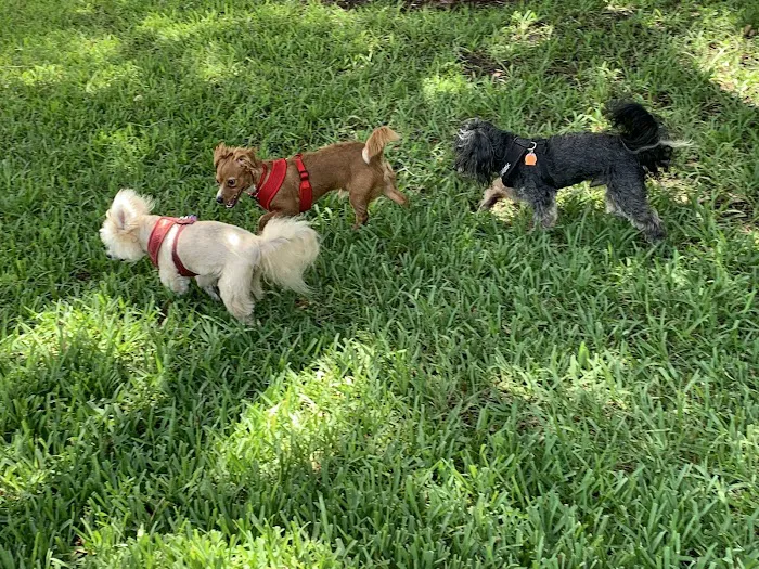 Mizner Bark Dog Park 1