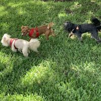 Mizner Bark Dog Park ico