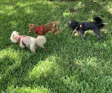 Mizner Bark Dog Park