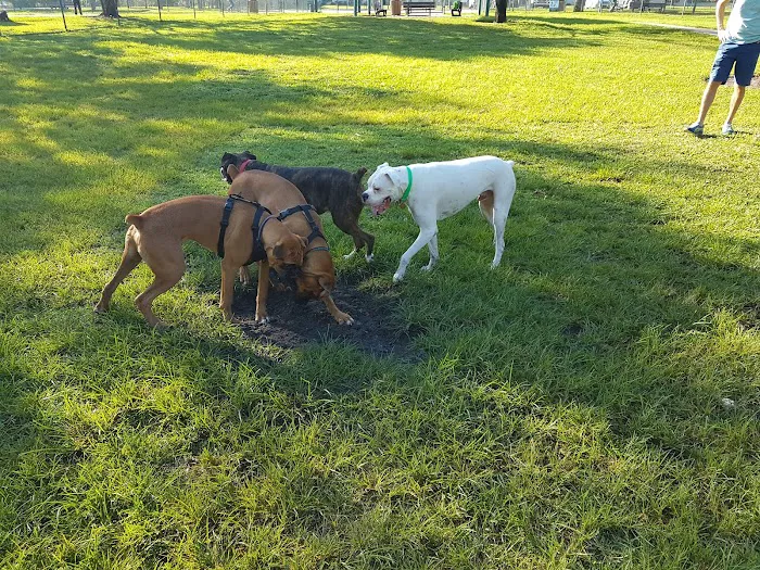 Mizner Bark Dog Park 4