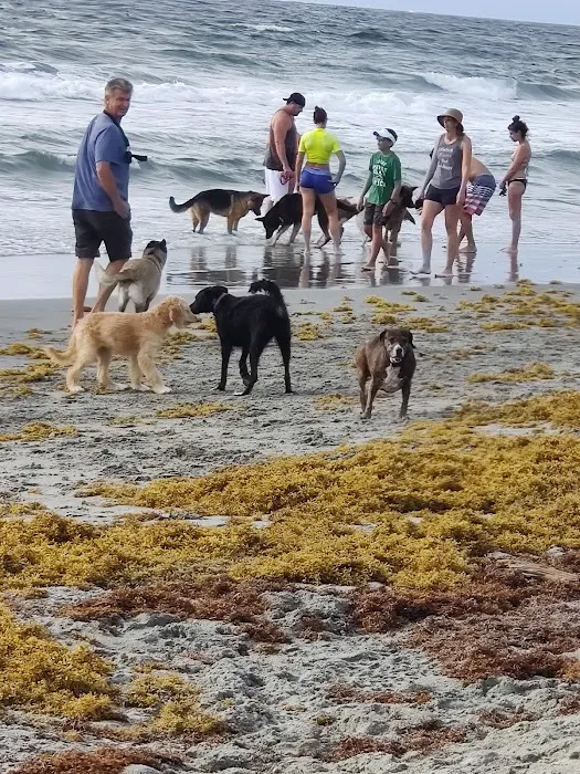 Weekend Dog Beach 7