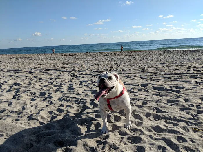 Weekend Dog Beach 9