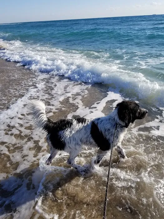 Weekend Dog Beach 4