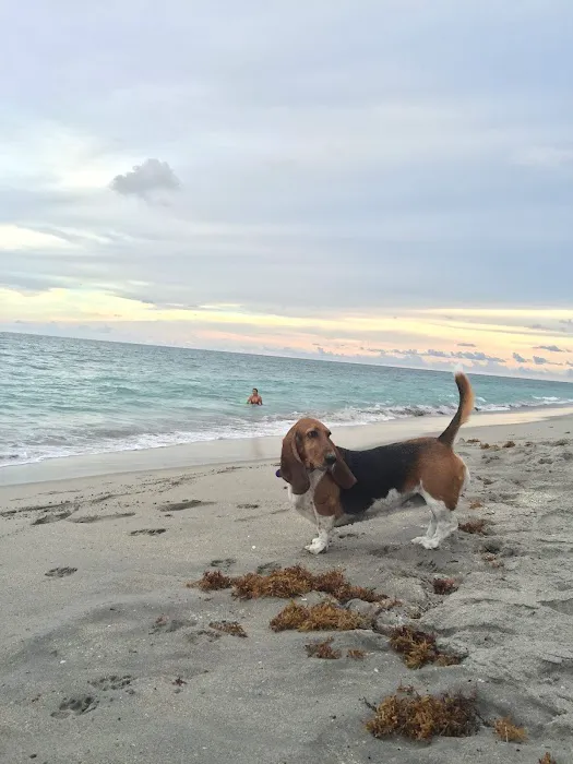 Weekend Dog Beach 8