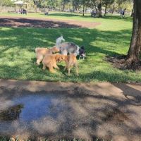 Lake Ida Dog Park ico