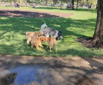 Lake Ida Dog Park