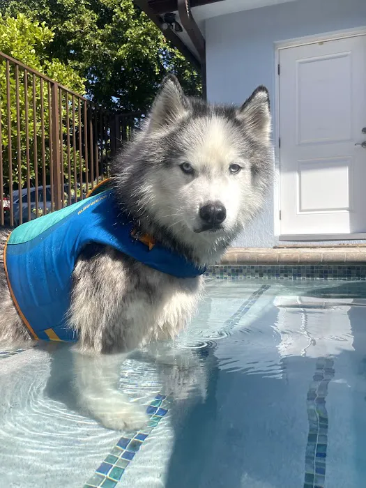 Jessie’s Pool Canine Hydrotherapy 10