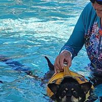 Jessie’s Pool Canine Hydrotherapy ico