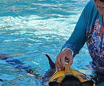Jessie’s Pool Canine Hydrotherapy
