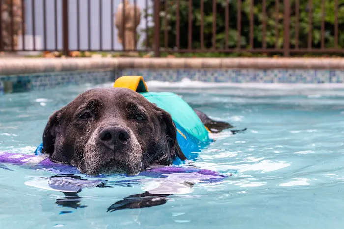 Jessie’s Pool Canine Hydrotherapy 8