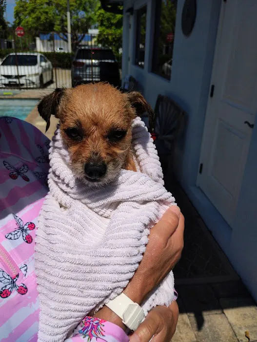 Jessie’s Pool Canine Hydrotherapy 6