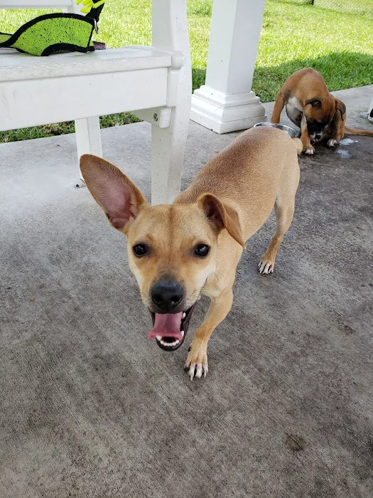 Boynton Village Park and Dog Park 1