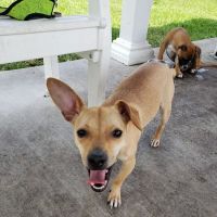 Boynton Village Park and Dog Park ico