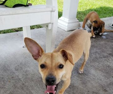 Boynton Village Park and Dog Park