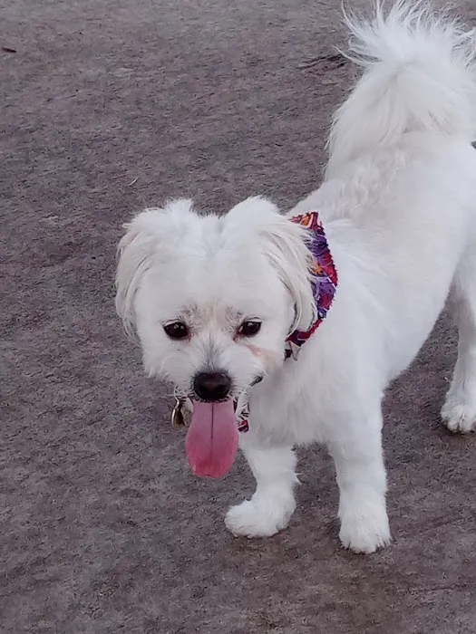 Boynton Village Park and Dog Park 2