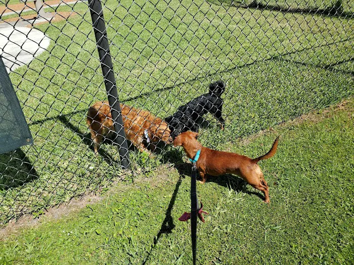 Lake Woof Dog Park 6