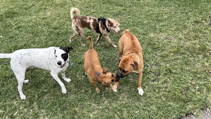 Lake Woof Dog Park 5