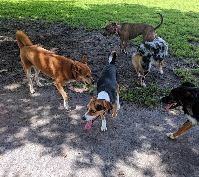 Pooch Pines Dog Park 9