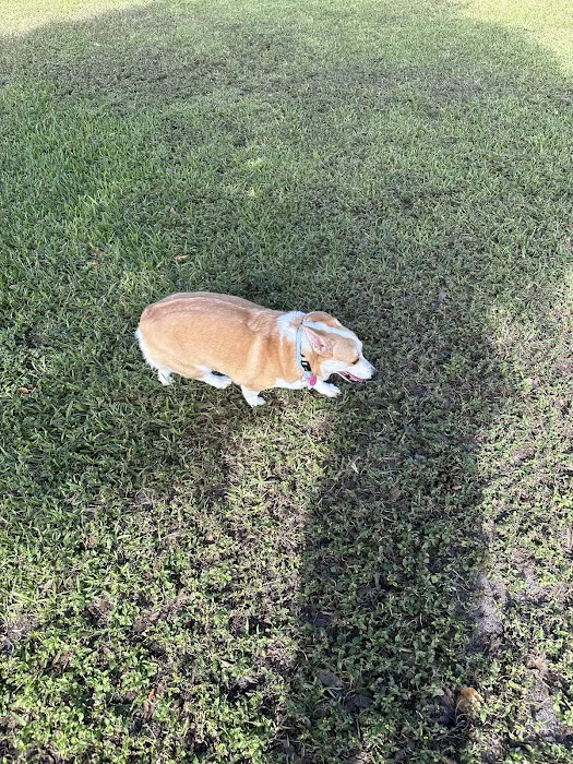Pooch Pines Dog Park 6