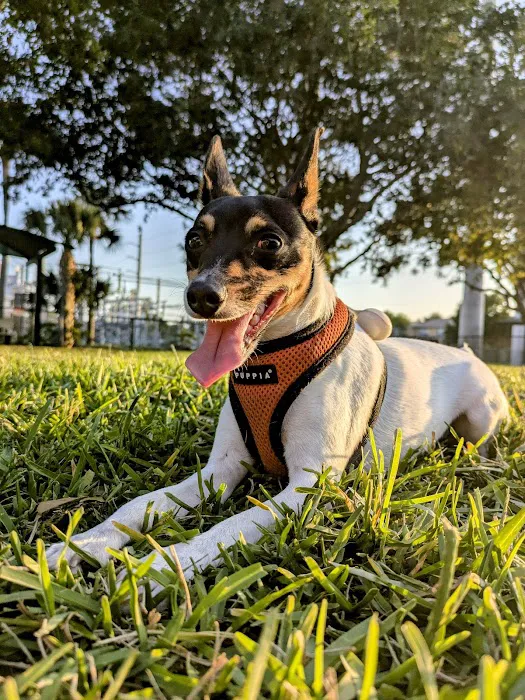 Village Paws Park 8