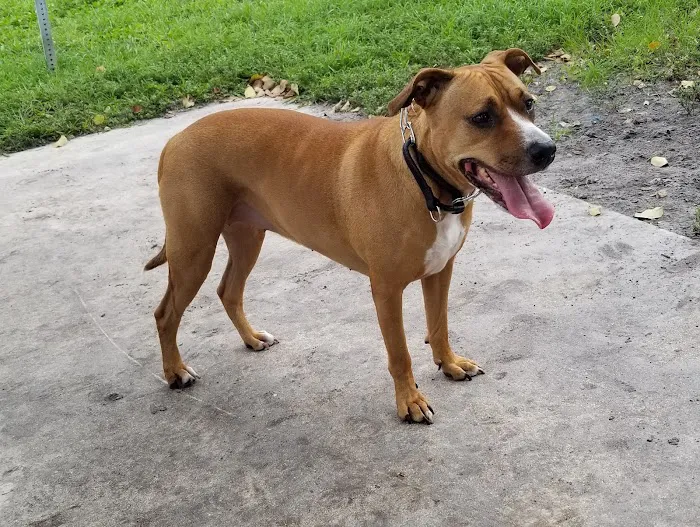Village Paws Park 1