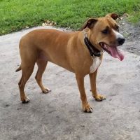 Village Paws Park ico