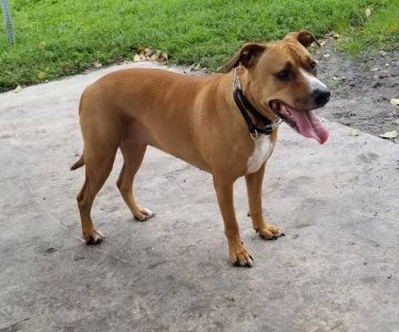 Village Paws Park