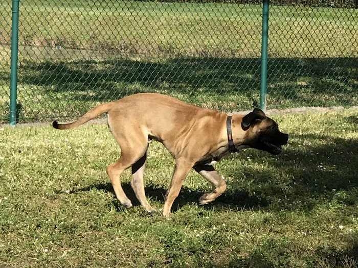 Village Paws Park 9