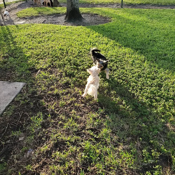 Village Paws Park 6