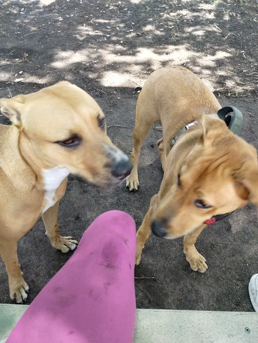 Village Paws Park 4
