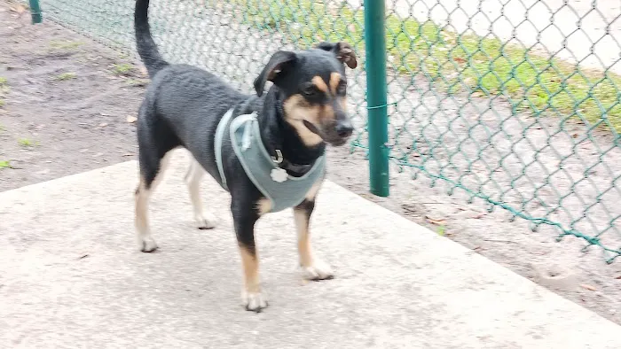 Village Paws Park 2