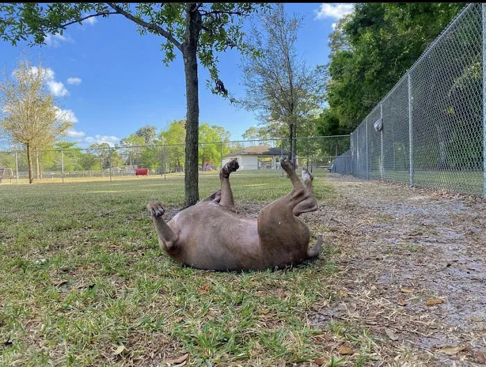 Downers Dog Park 2