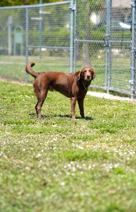 Downers Dog Park 6