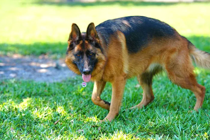 Downers Dog Park 10