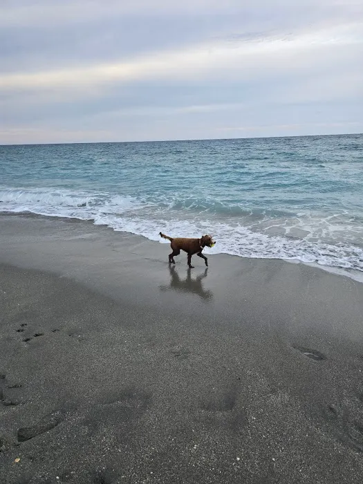 Dog beach 9