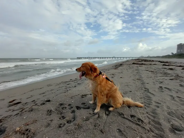 Dog beach 4