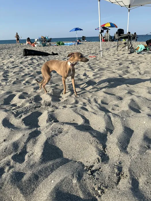 Dog beach 6
