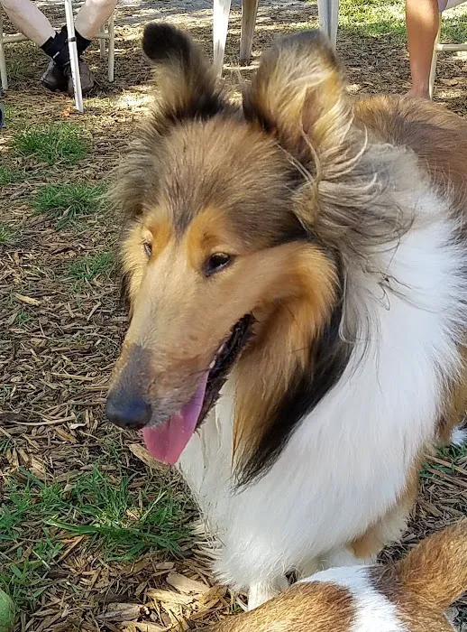 FIND dog park 7